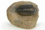 Crotalocephalina Trilobite Fossil - Multi-Toned Coloration #310284-3